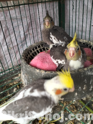 ককাটেল পাখি